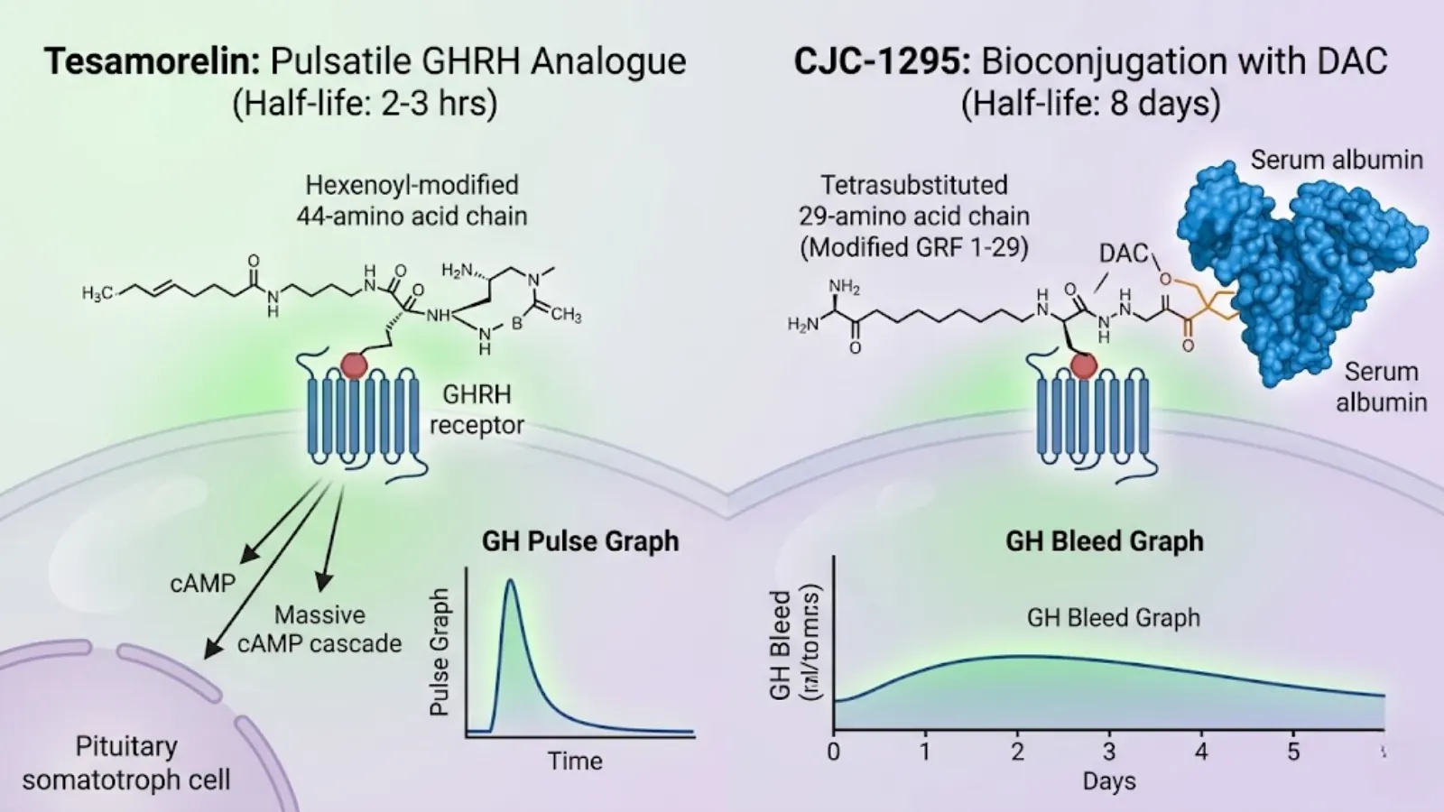 Conceptual molecular mechanism of Tesamorelin vs CJC-1295 half-life divergence