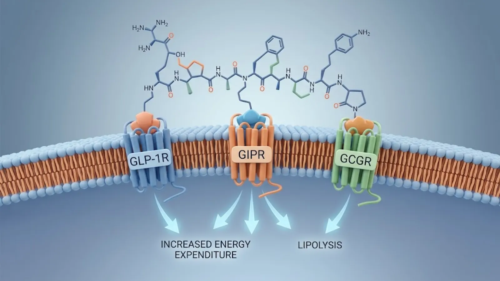 Mazdutide Dual Mechanism vs Retatrutide Triple Mechanism Molecular Visualization