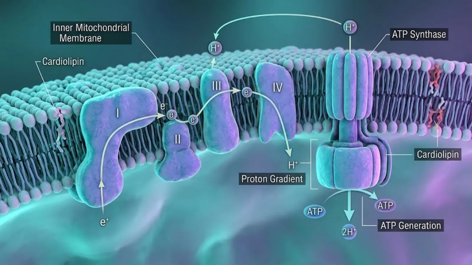 Molecular visualization of the Electron Transport Chain (ETC) generating ATP in the mitochondria