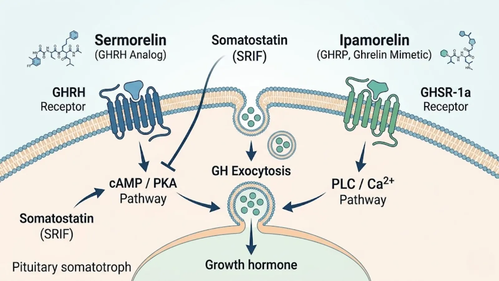 Conceptual molecular mechanism of GHS