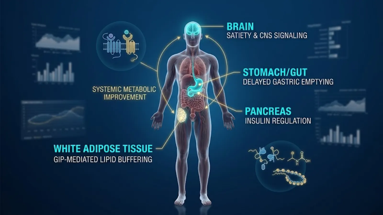 Dual Agonist Mechanism of Action on Adipose Tissue and Pancreas
