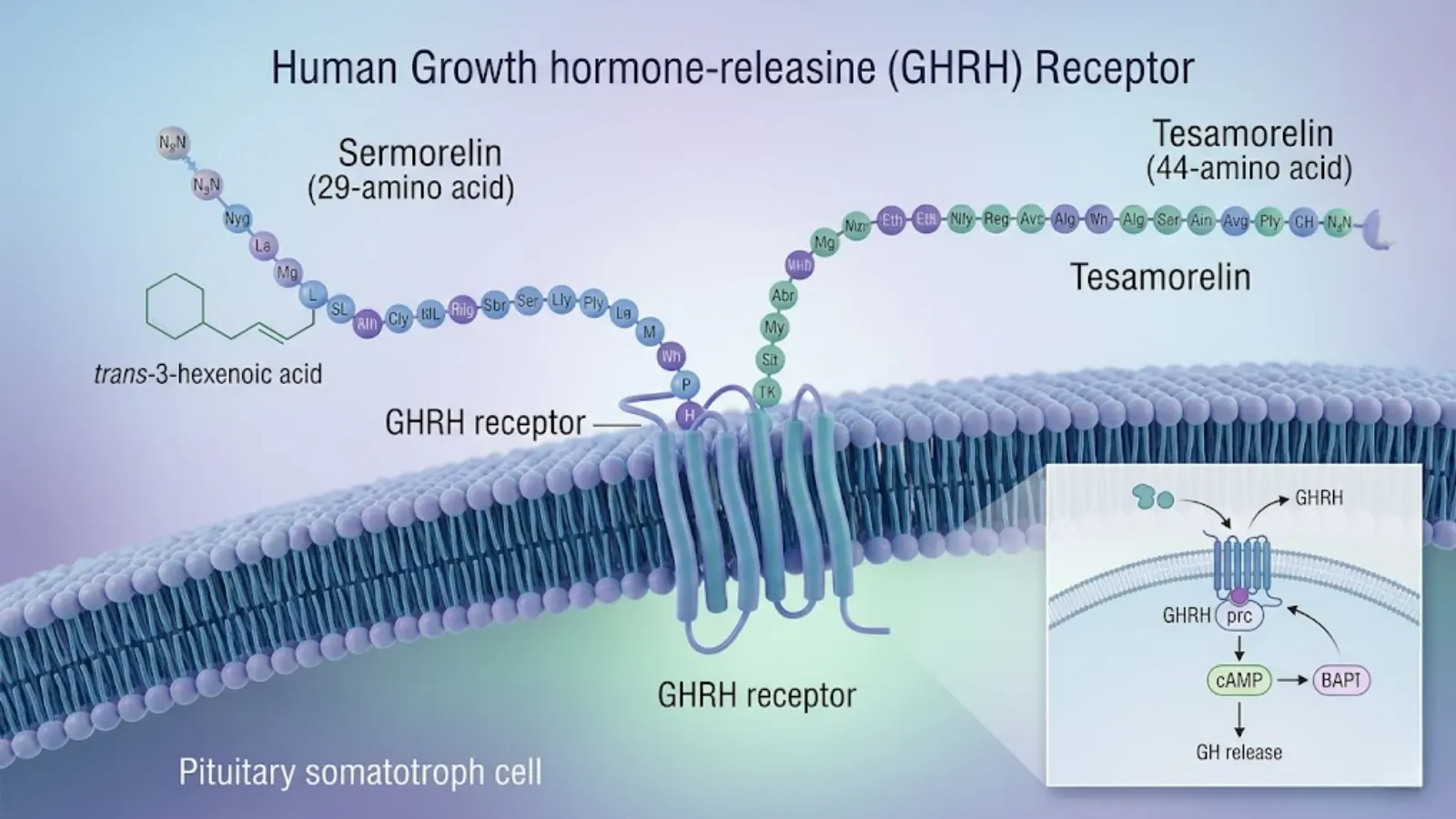 Conceptual molecular mechanism of GHRH receptor activation by Tesamorelin and Sermorelin
