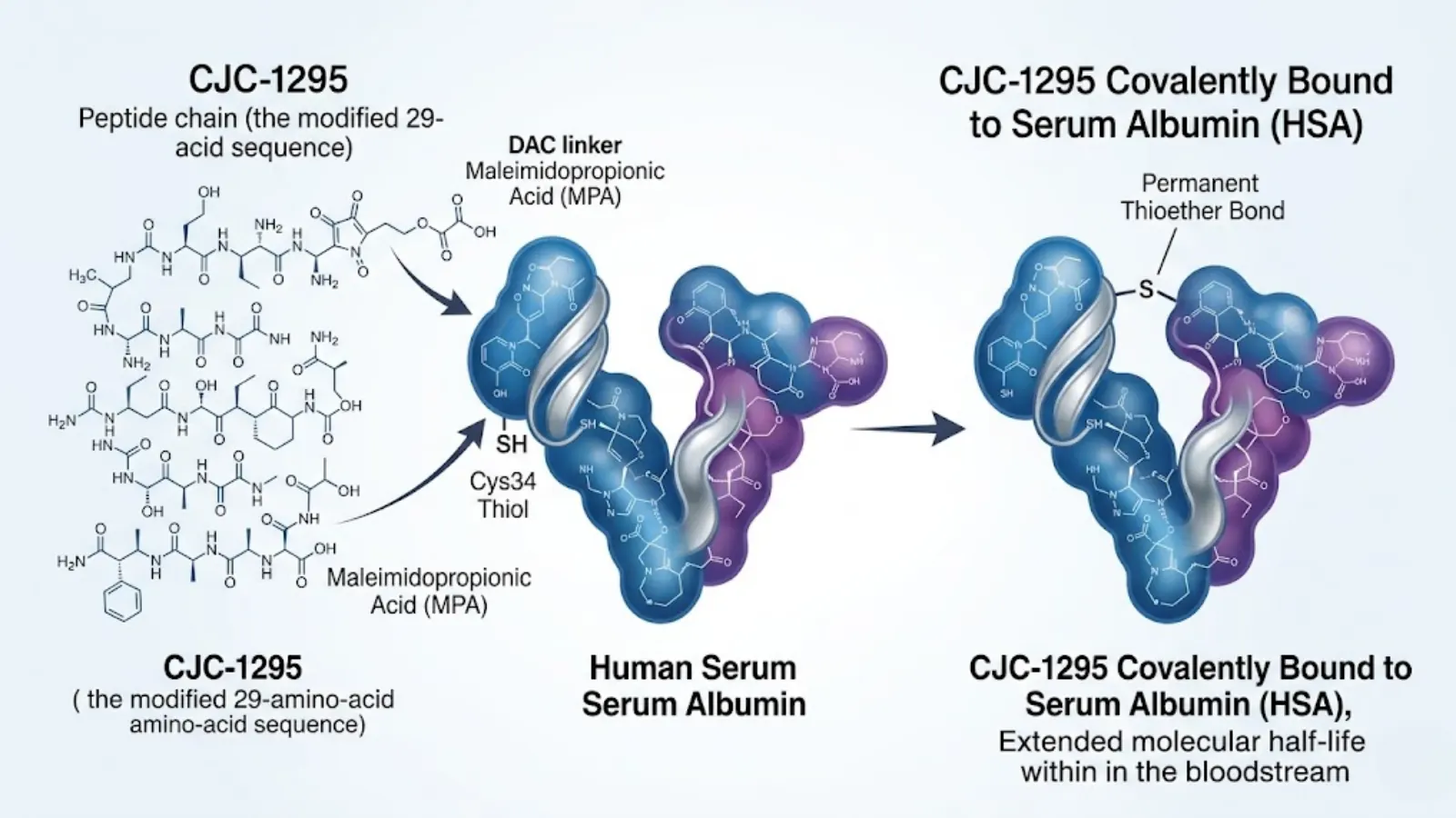 Conceptual molecular mechanism of CJC-1295 DAC binding to Human Serum Albumin