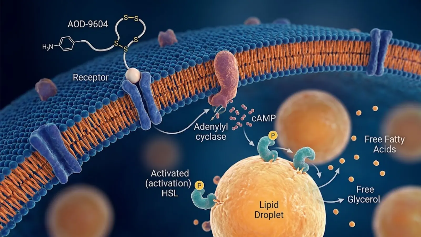 Conceptual 3D visualization illustrating the molecular cascade of lipolysis within a human adipocyte cell membrane, triggered by AOD-9604.