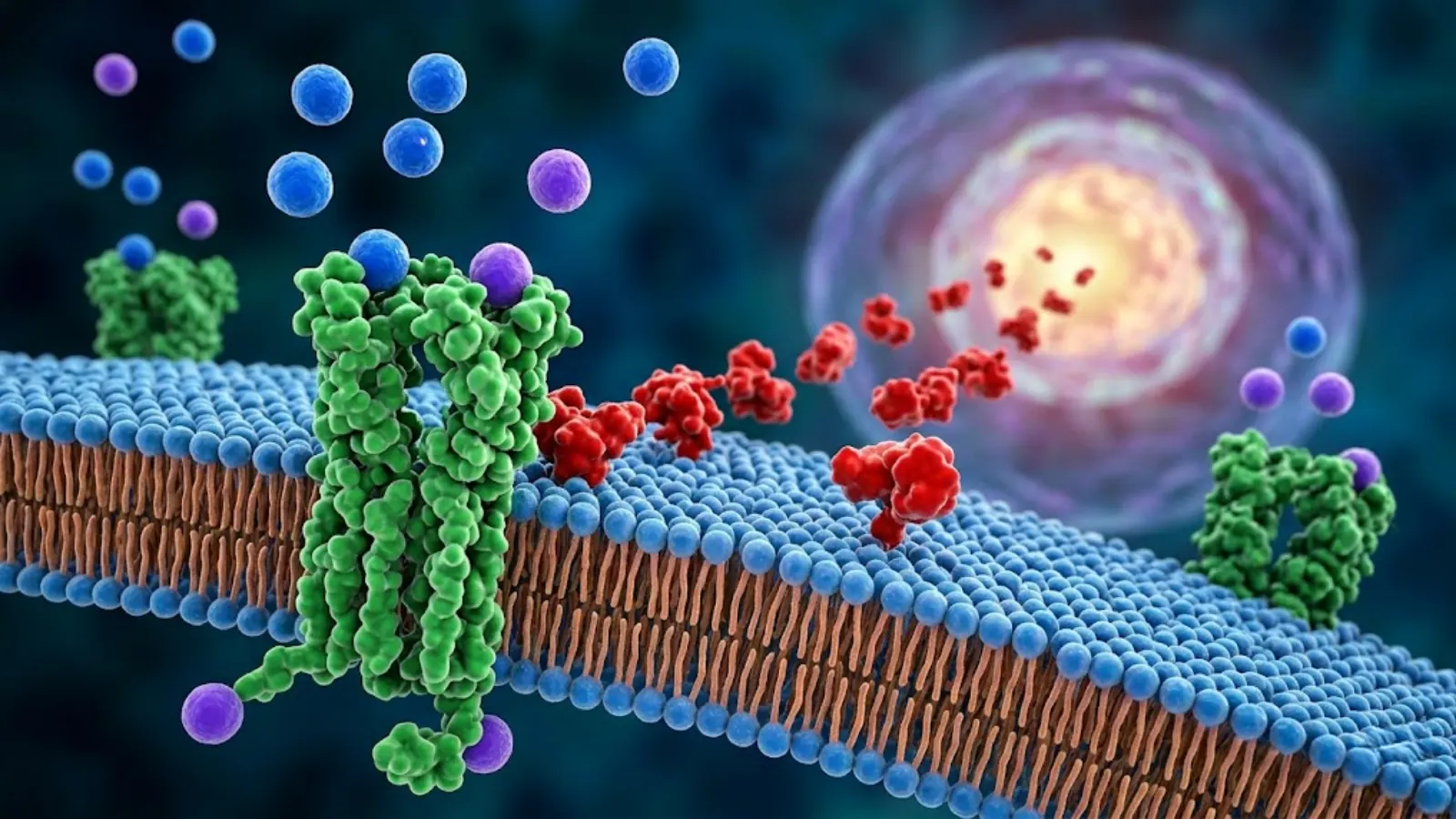 Conceptual molecular mechanism of metabolic peptides
