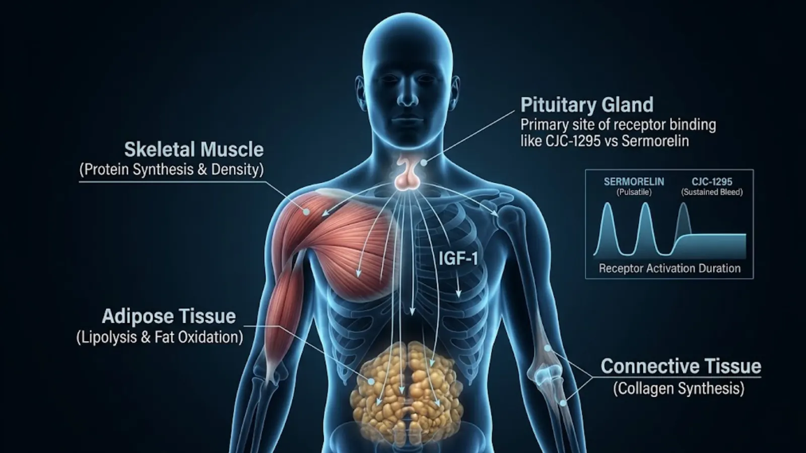 Physiological targeting map of human anatomy showing GHRH effects on muscle, fat, and sleep