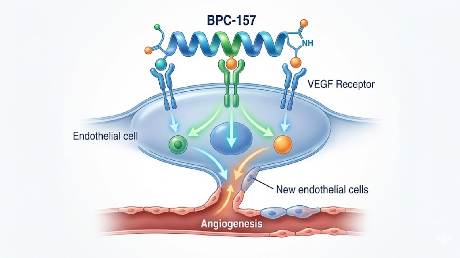 Medical visualization of BPC-157 molecular mechanism stimulating angiogenesis via VEGF receptor upregulation.