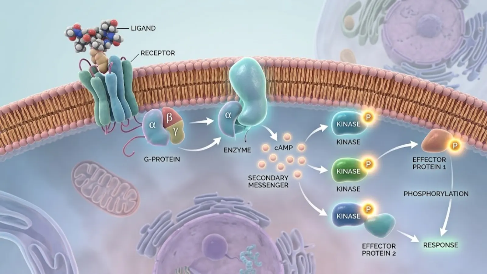 Conceptual molecular mechanism of peptide receptor binding and intracellular signaling