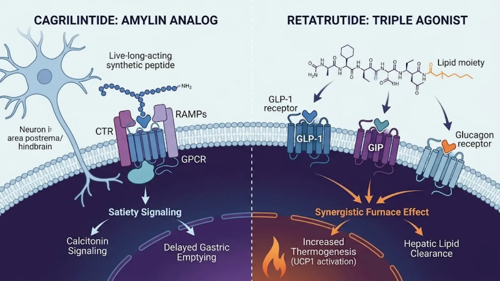 Conceptual Molecular Mechanism Amylin vs. Triple-G