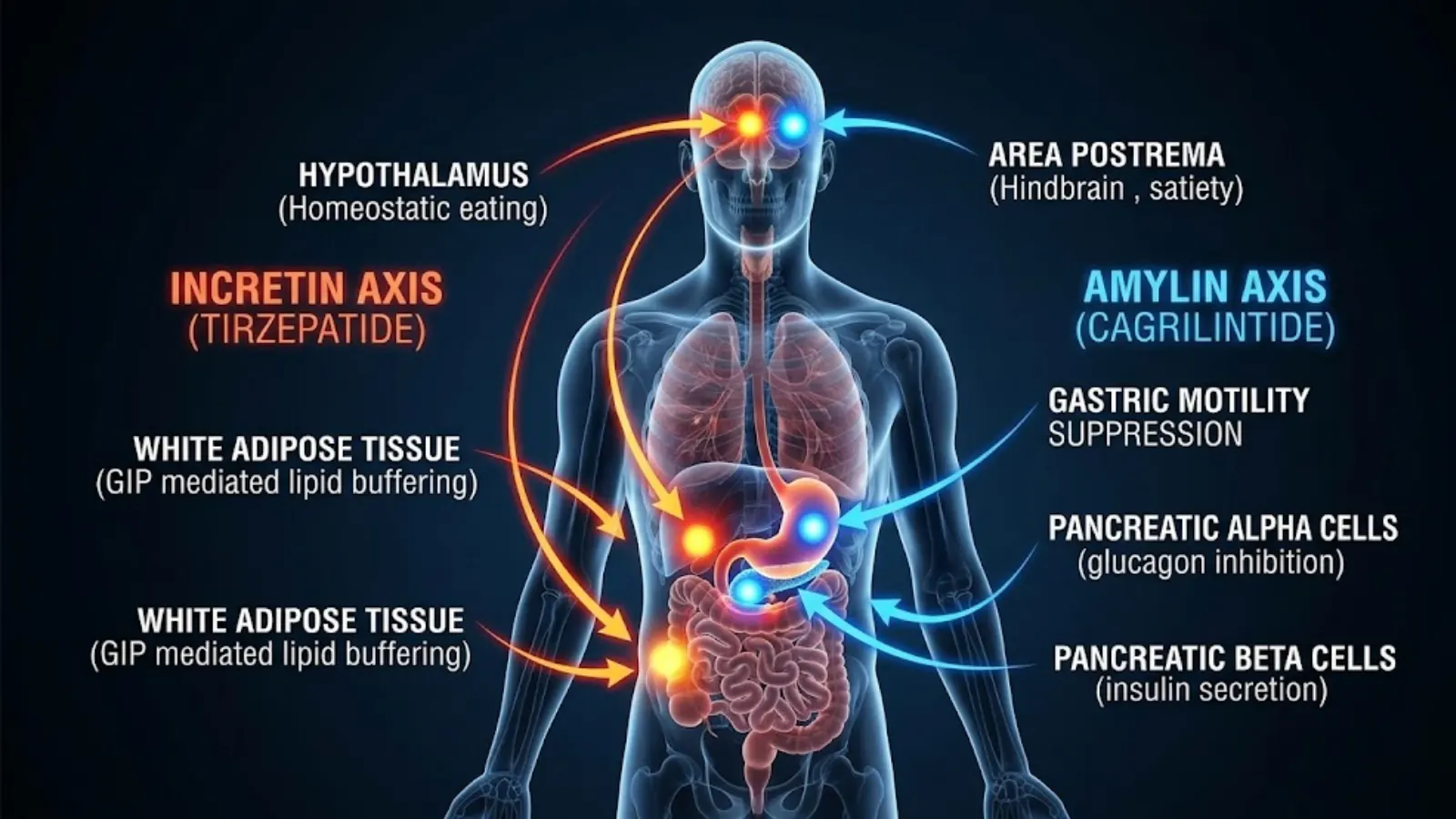 Physiological Targeting Map of Incretin and Amylin Axes