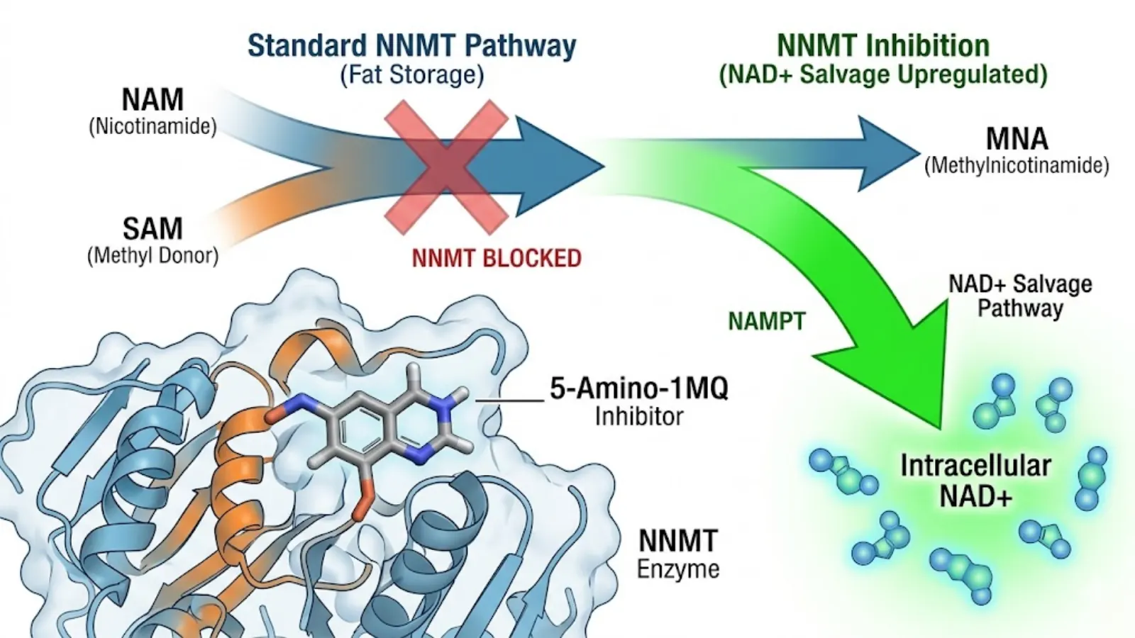 Conceptual Molecular Mechanism of 5-Amino-1MQ inhibiting NNMT