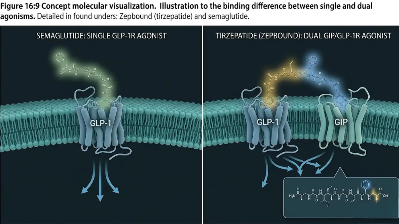 Conceptual Molecular Mechanism of Semaglutide vs Tirzepatide