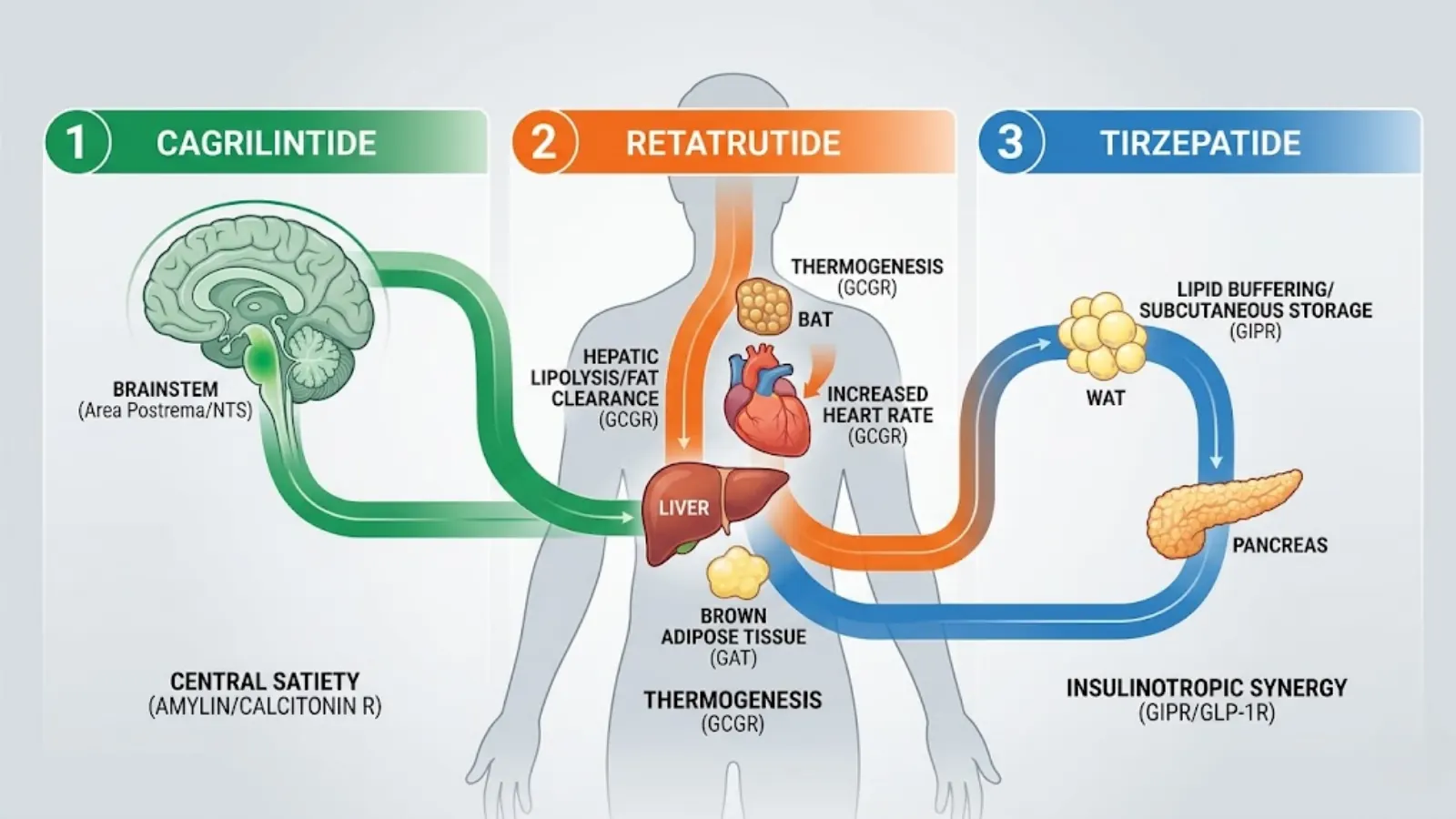 Physiological Targeting Map of Cagrilintide, Retatrutide, and Tirzepatide