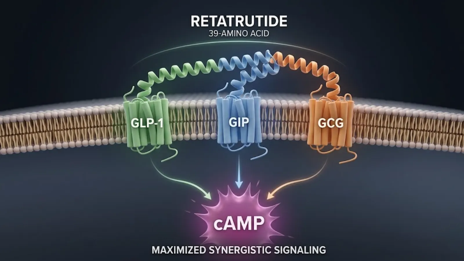 Conceptual molecular mechanism of Retatrutide Triple Agonism