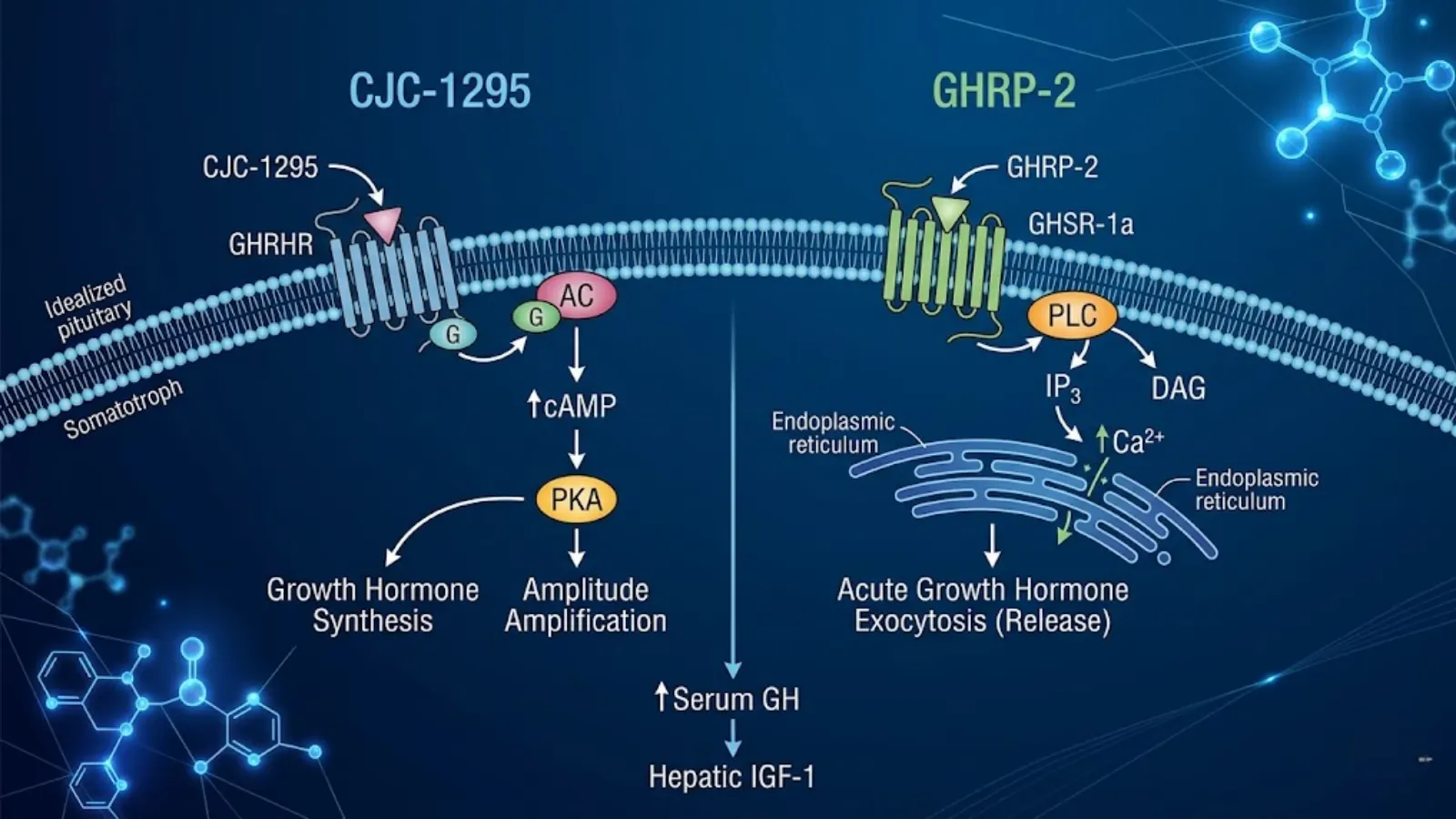 Conceptual molecular mechanism of GHRP-2 vs CJC-1295