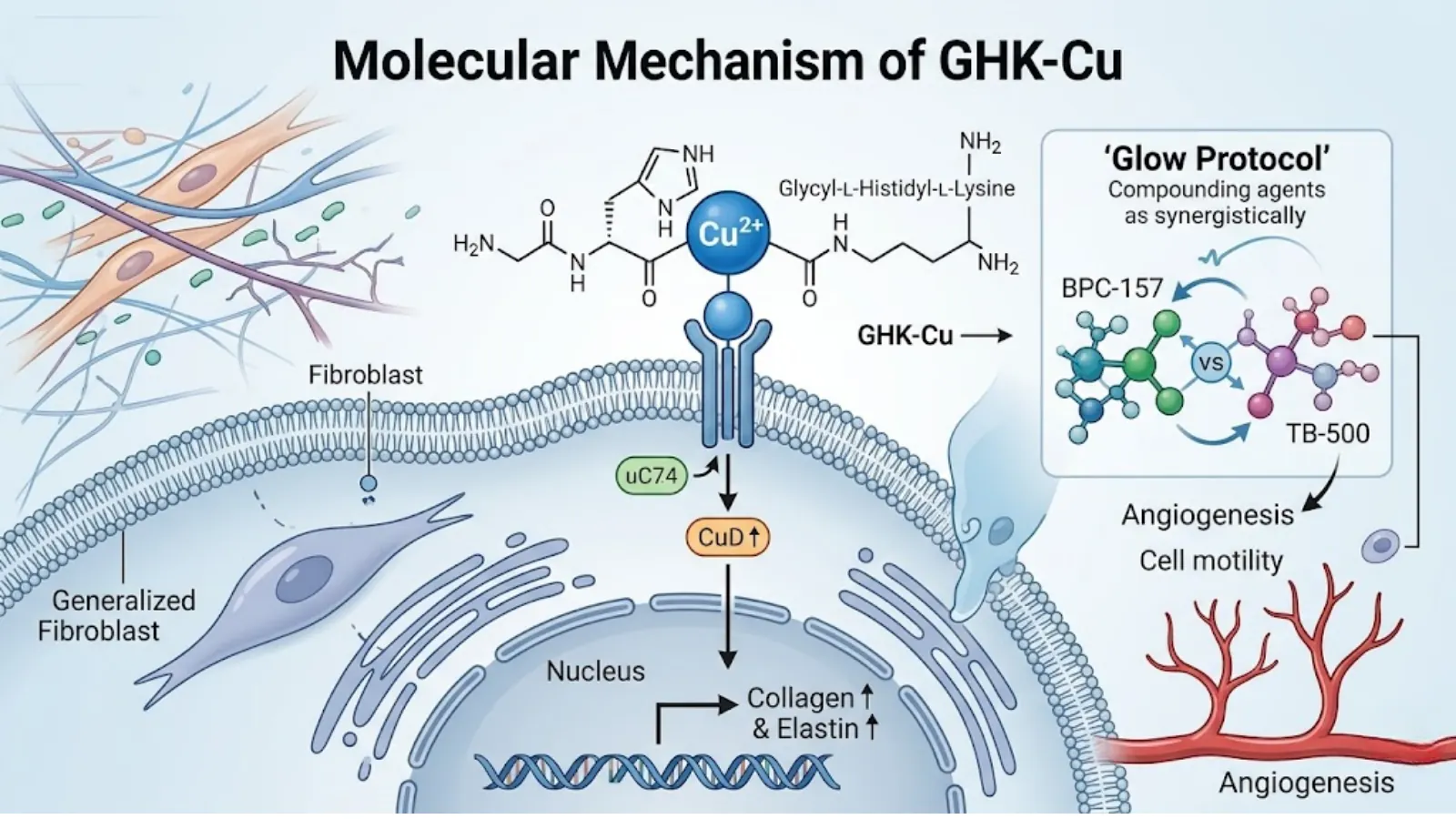 Conceptual Molecular Mechanism of GHK-Cu