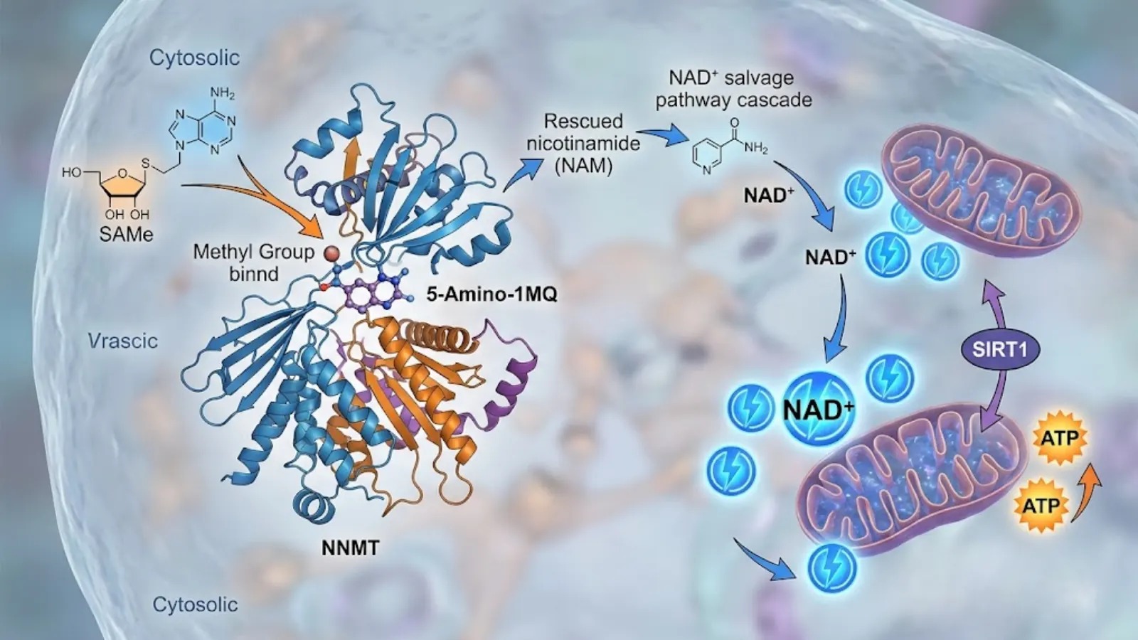 Conceptual Molecular Mechanism of 5-Amino-1MQ